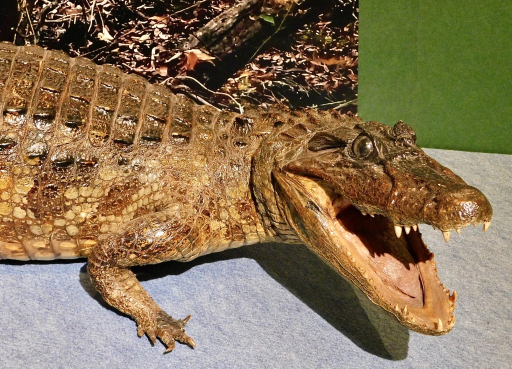 メガネカイマンの剥製(国立科学博物館)
