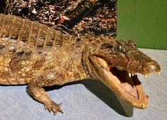 メガネカイマンの剥製(国立科学博物館)