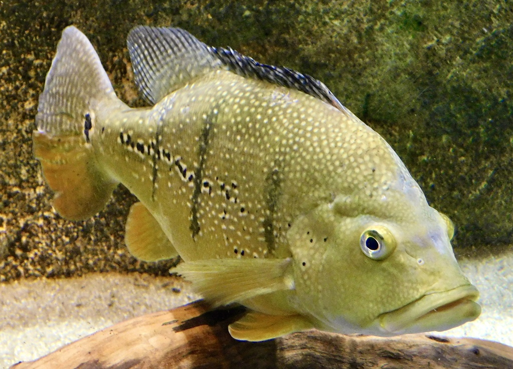キクラ・テメンシス(カワスイ　川崎水族館)