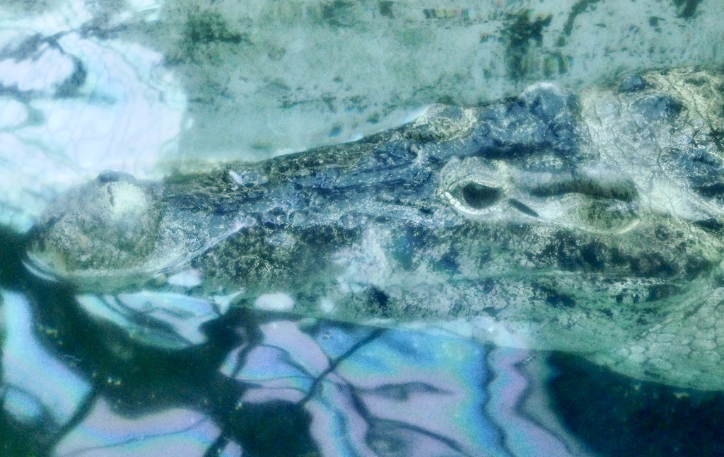 ニューギニアワニ(熱川バナナワニ園)