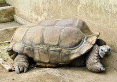 アルダブラゾウガメ(夢見ヶ崎動物公園)