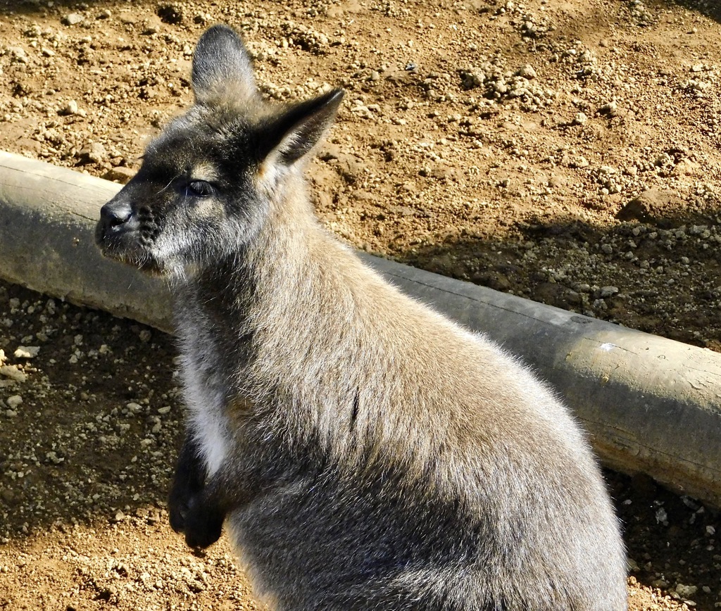 ベネットアカクビワラビー(江戸川区自然動物園)