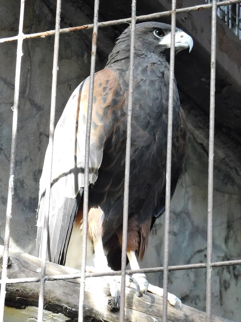 モモアカノスリ(上野動物園)