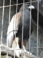 モモアカノスリ(上野動物園)