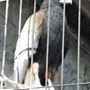モモアカノスリ(上野動物園)