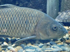 コイ(しながわ水族館)