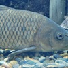 コイ(しながわ水族館)