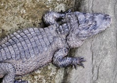 ヨウスコウワニ(野毛山動物園)
