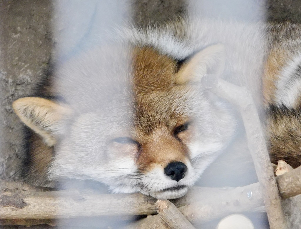 ホンドギツネ(井の頭自然文化園)