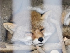 ホンドギツネ(井の頭自然文化園)