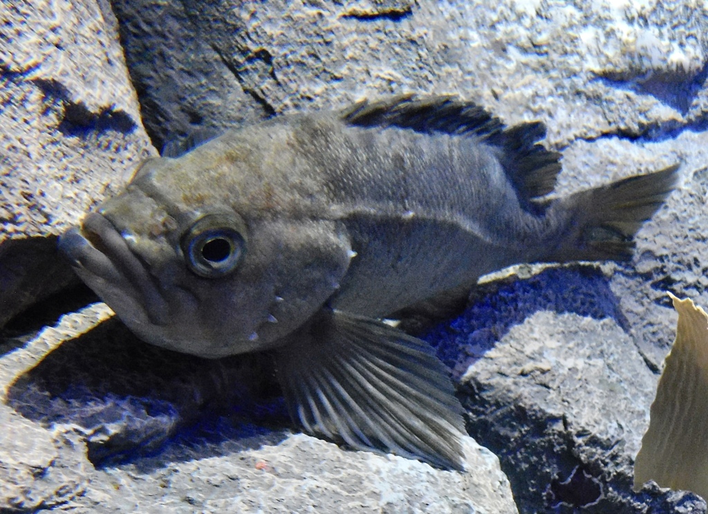 クロソイ(しながわ水族館)