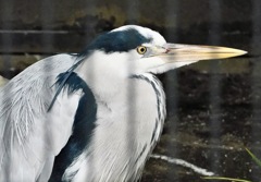 アオサギ(井の頭自然文化園)