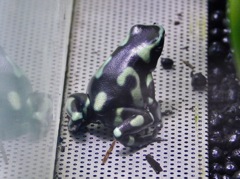 マダラヤドクガエル(カワスイ　川崎水族館)