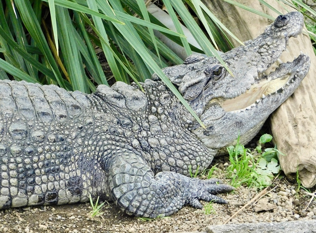 シャムワニ(熱川バナナワニ園)