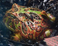 ベルツノガエル(カワスイ　川崎水族館)