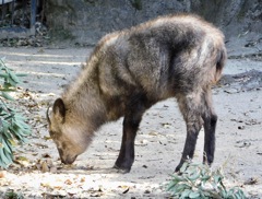 ニホンカモシカ(上野動物園)