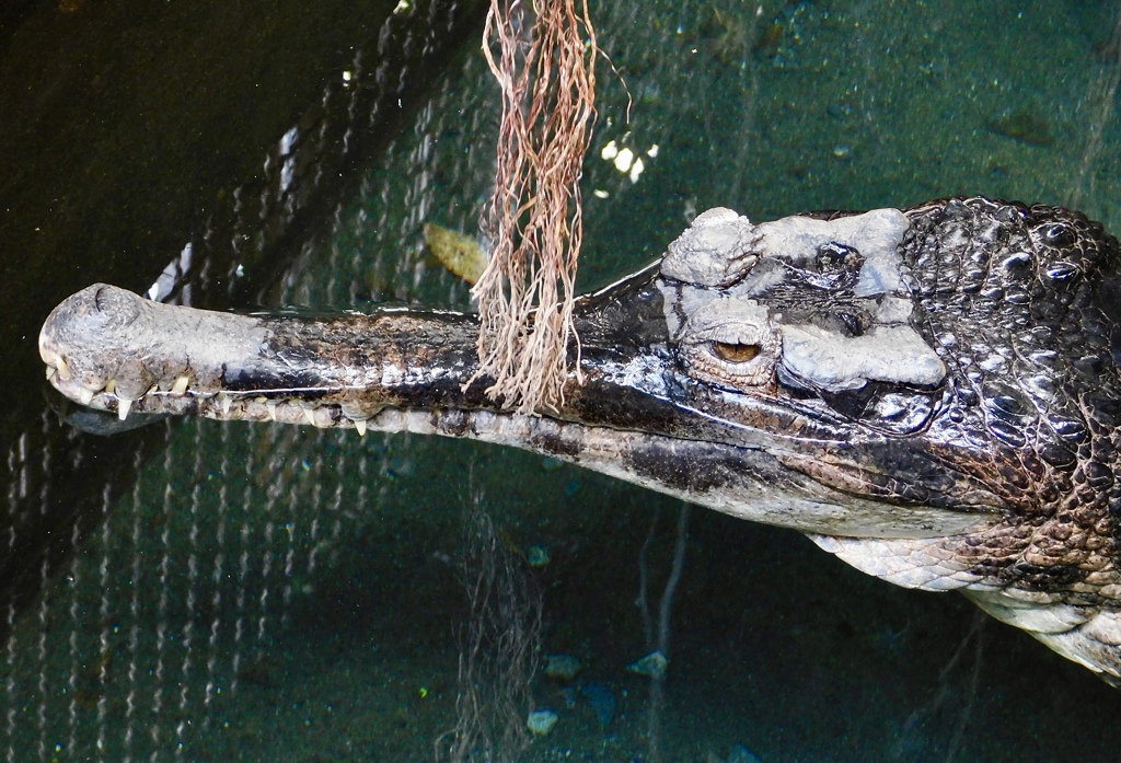 マレーガビアル(熱川バナナワニ園)