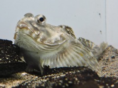 アークティックスタッグホーン・スカルピン(葛西臨海水族園)