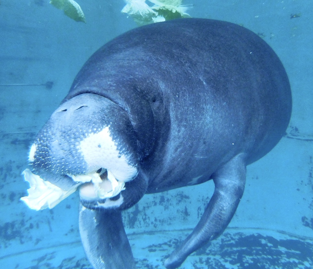 アマゾンマナティーのじゅんと(熱川バナナワニ園)
