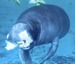 アマゾンマナティーのじゅんと(熱川バナナワニ園)