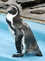 フンボルトペンギン(夢見ヶ崎動物公園)