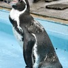 フンボルトペンギン(夢見ヶ崎動物公園)