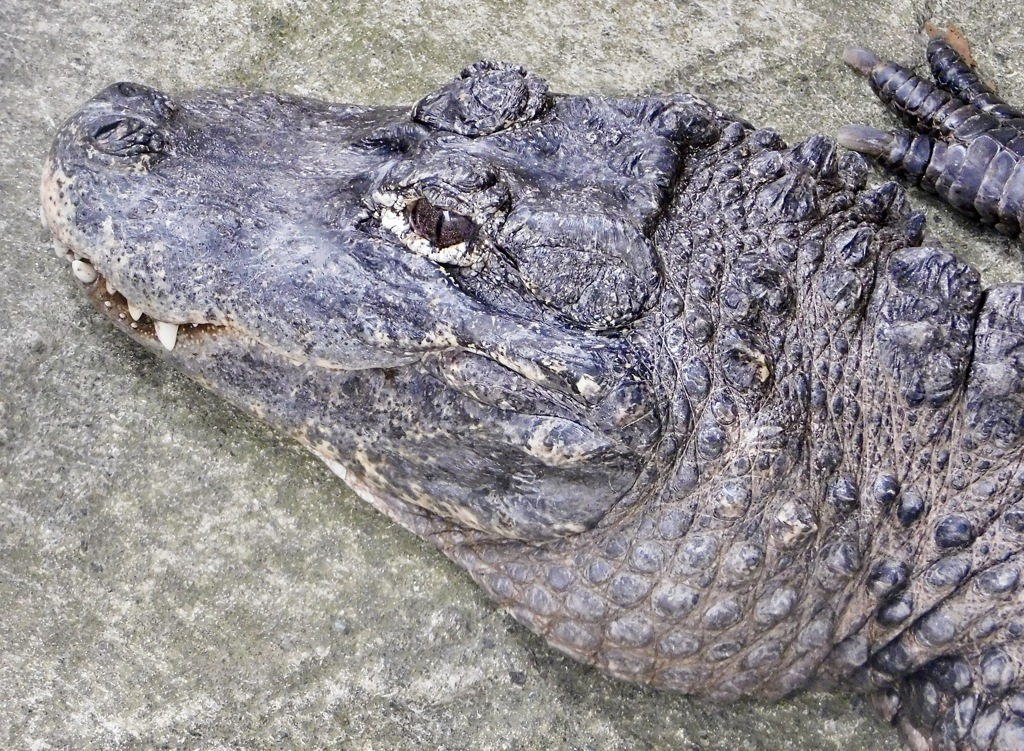ヨウスコウワニ(野毛山動物園)