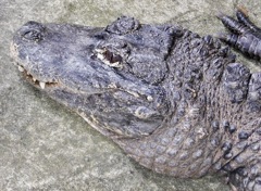 ヨウスコウワニ(野毛山動物園)