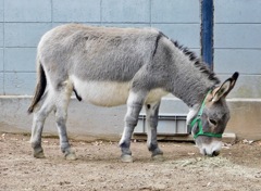 ロバ(夢見ヶ崎動物公園)
