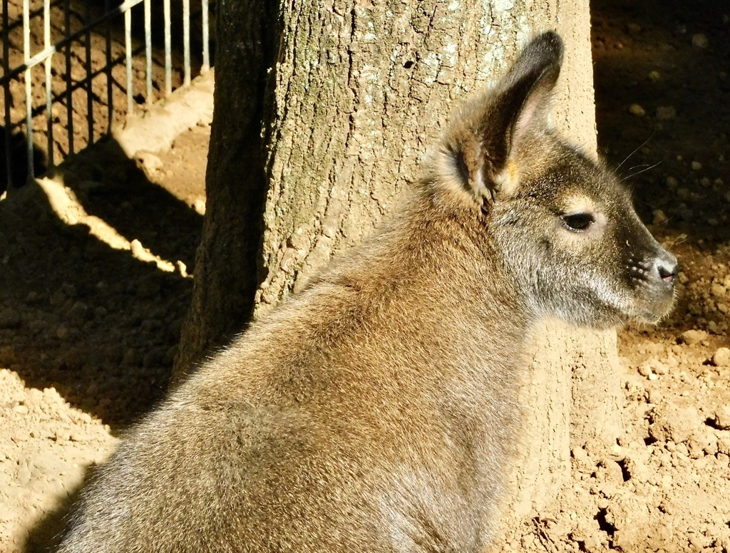 ベネットアカクビワラビー(江戸川区自然動物園)