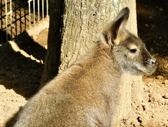 ベネットアカクビワラビー(江戸川区自然動物園)