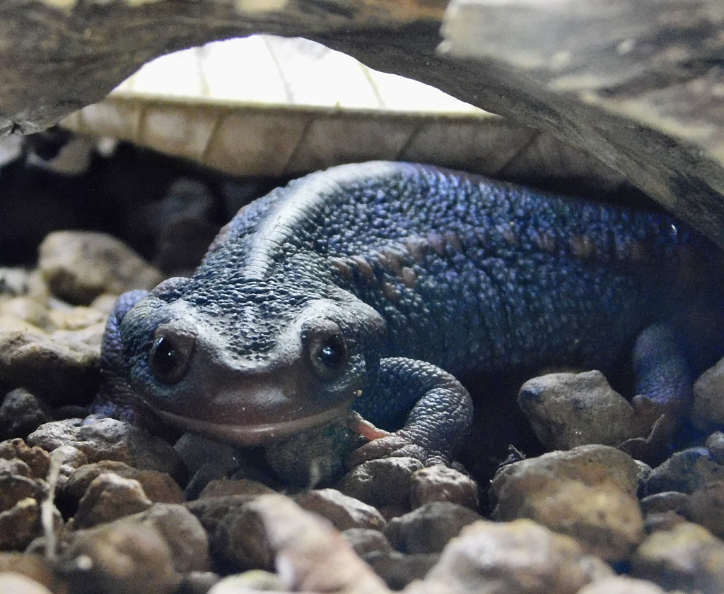アメイロイボイモリ(板橋区立熱帯環境植物館)