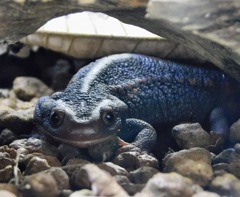 アメイロイボイモリ(板橋区立熱帯環境植物館)