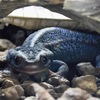 アメイロイボイモリ(板橋区立熱帯環境植物館)