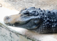 ヨウスコウワニ(熱川バナナワニ園)