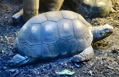 アカアシガメ(カワスイ　川崎水族館)