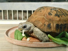 エロンガータリクガメ(夢見ヶ崎動物公園)