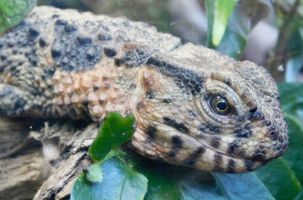 チュウゴクワニトカゲ(上野動物園)
