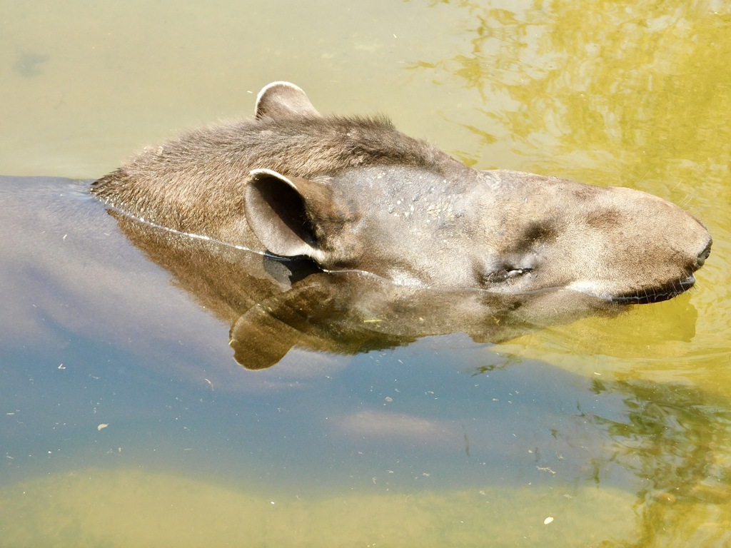 アメリカバク(神戸どうぶつ王国)