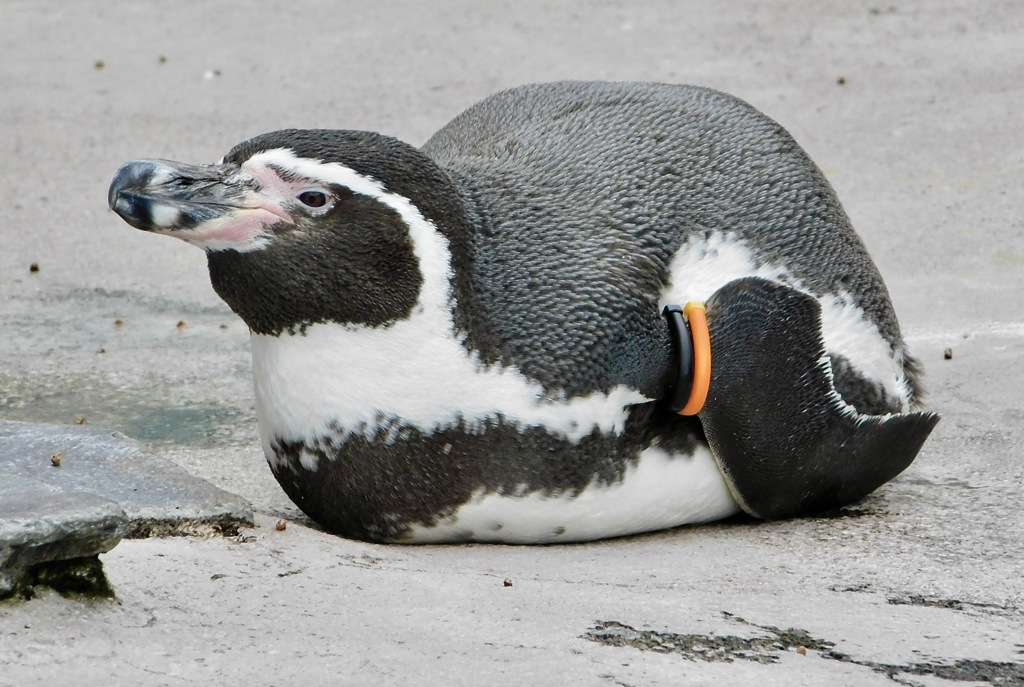 フンボルトペンギン(夢見ヶ崎動物公園)