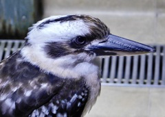 ワライカワセミ(カワスイ　川崎水族館)