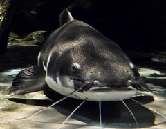 レッドテールキャットフィッシュ(しながわ水族館)