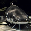 レッドテールキャットフィッシュ(しながわ水族館)