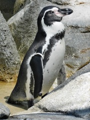フンボルトペンギン(野毛山動物園)