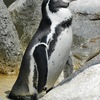 フンボルトペンギン(野毛山動物園)