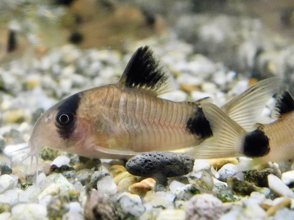 コリドラス・パンダ(カワスイ　川崎水族館)