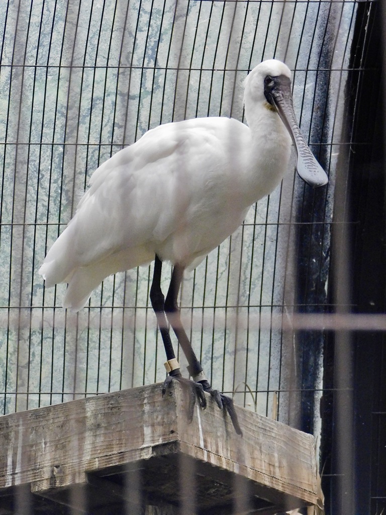 クロツラヘラサギ