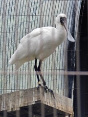 クロツラヘラサギ
