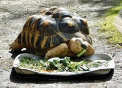 餌を食べるホウシャガメ(夢見ヶ崎動物公園)