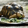 餌を食べるホウシャガメ(夢見ヶ崎動物公園)